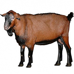 Brown Shorthair Goat